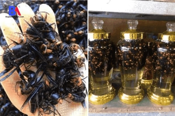 Nguyên liệu và cách ngâm rượu ong vò vẽ 